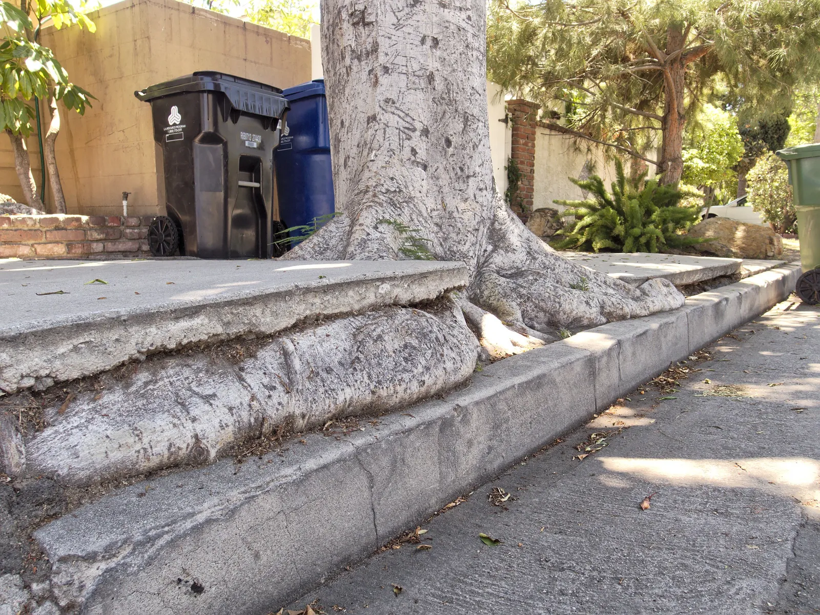 Mature tree roots lifting and cracking a concrete sidewalk